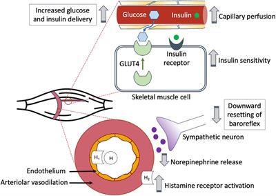 Skeletal Muscle Hyperemia: A Potential Bridge Between Post-exercise Hypotension and Glucose Regulation